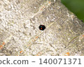 Lidarfish tentou 140071371
