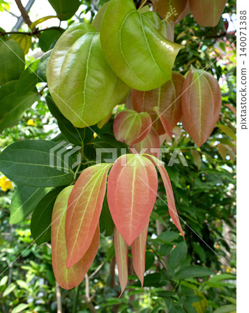 Cinnamon tree and new leaves turning red Cinnamon tree and new leaves turning red 140071388