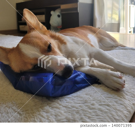 Corgi suffering from the heat Corgi suffering from the heat 140071395