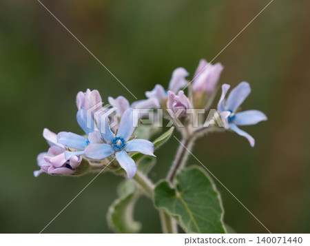 Cute oxypetalum in the flowerbed Cute oxypetalum in the flowerbed 140071440