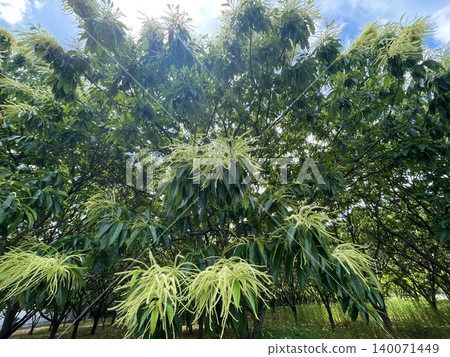 板栗花 板栗花 140071449