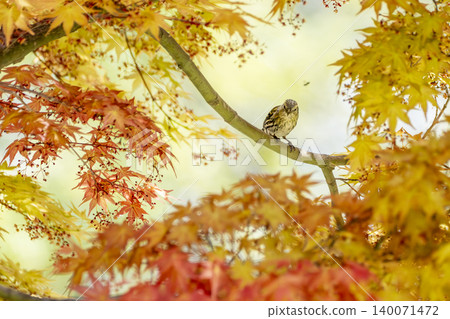 Spring foliage and siskins Spring foliage and siskins 140071472