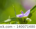  Spiderwort 140071480