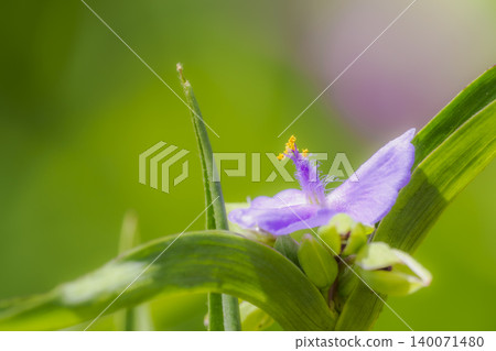Murasakiyukusa Murasakiyukusa 140071480