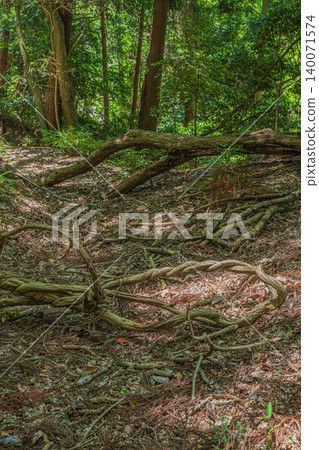 奈良縣飛鳥村飛鳥川上二伊阿蘇臼瀧姬命神社內的林地 奈良縣飛鳥村飛鳥川上二伊阿蘇臼瀧姬命神社內的林地 140071574