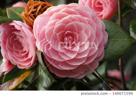 Pink camellia flowers Pink camellia flowers 140071599