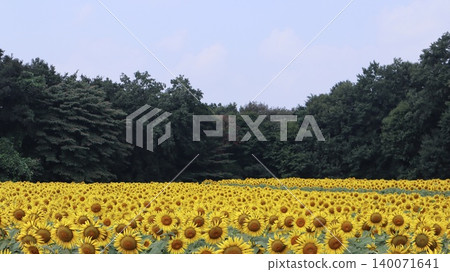 Sunflower fields and blue sky: Kaminokawa Sunflower Festival Sunflower fields and blue sky: Kaminokawa Sunflower Festival 140071641