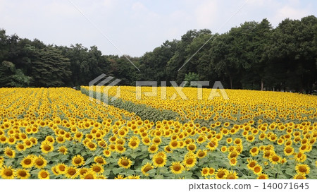 向日葵花田與藍天：神野川向日葵節 140071645