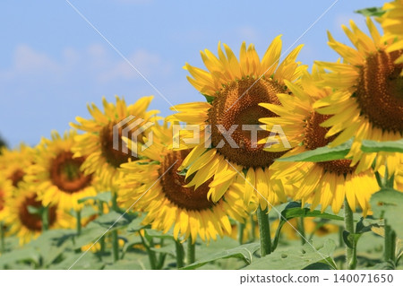 Sunflowers blooming towards the blue sky 140071650