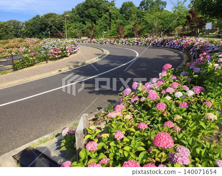 Hydrangeas and the roads in the park - early summer Hydrangeas and the roads in the park - early summer 140071654