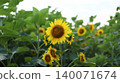 Sunflower blooming towards the sun 140071674
