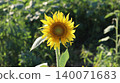 Scenery with sunflower 140071683