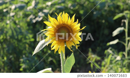 風景與向日葵 風景與向日葵 140071683