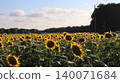 A sunflower field illuminated by the setting sun, Naka City 140071684