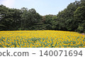 A vast field of sunflowers: Kaminokawa Sunflower Festival 140071694