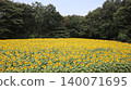 A vast field of sunflowers: Kaminokawa Sunflower Festival 140071695