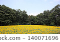 A vast field of sunflowers: Kaminokawa Sunflower Festival 140071696