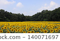 A vast field of sunflowers: Kaminokawa Sunflower Festival 140071697
