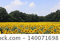 A vast field of sunflowers: Kaminokawa Sunflower Festival 140071698