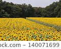 A vast field of sunflowers: Kaminokawa Sunflower Festival 140071699