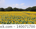 A vast field of sunflowers: Kaminokawa Sunflower Festival 140071700