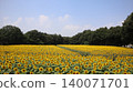 A vast field of sunflowers: Kaminokawa Sunflower Festival 140071701