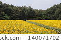 A vast field of sunflowers: Kaminokawa Sunflower Festival 140071702
