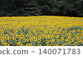 A vast field of sunflowers: Kaminokawa Sunflower Festival 140071783