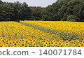 A vast field of sunflowers: Kaminokawa Sunflower Festival 140071784