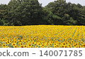 A vast field of sunflowers: Kaminokawa Sunflower Festival 140071785