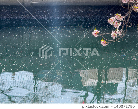 The building reflected in the beautiful fresh green water, and the falling cherry blossoms floating on the water's surface. 140071790