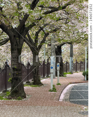 A beautiful row of cherry trees and promenade along the Ooka River as the new leaves begin to sprout. 140071852