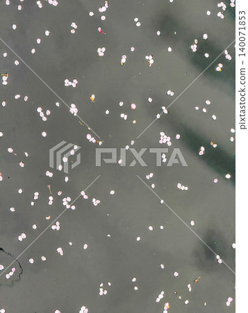 Cherry blossom petals and flower rafts beautifully and fleetingly adorn the surface of the Ooka River. 140071853