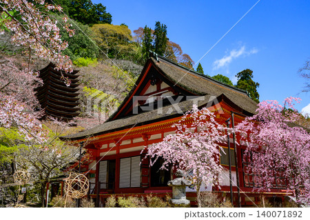 Cherry blossoms at Tanzan Shrine Cherry blossoms at Tanzan Shrine 140071892