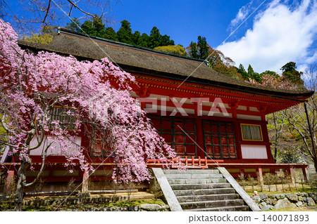坦贊神社的櫻花 140071893