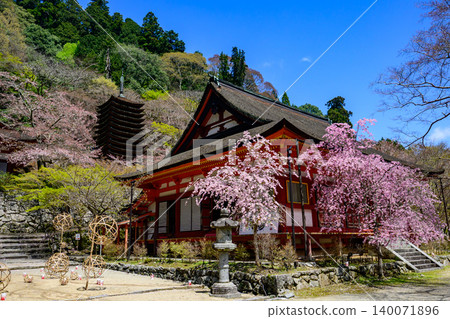 坦贊神社的櫻花 140071896