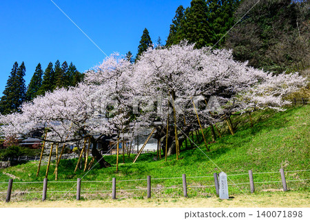 Garyuu cherry blossoms in full bloom 140071898