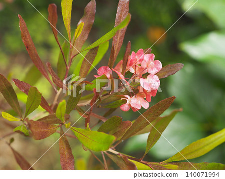 多多納花狀莢果 多多納花狀莢果 140071994
