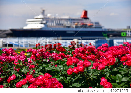 Beautiful red roses in full bloom in Yamashita Park and luxury cruise ships in Yokohama Port. Beautiful red roses in full bloom in Yamashita Park and luxury cruise ships in Yokohama Port. 140071995