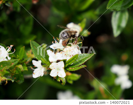 A bumblebee sucking nectar from a dwarf azalea. A bumblebee sucking nectar from a dwarf azalea. 140072021