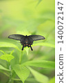 A swallowtail butterfly resting on a green leaf – an image of nature and life. 140072147