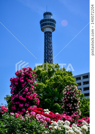 橫濱海洋塔在藍天的襯托下格外醒目,山下公園裡的玫瑰花開得格外美麗。 橫濱海洋塔在藍天的襯托下格外醒目,山下公園裡的玫瑰花開得格外美麗。 140072204