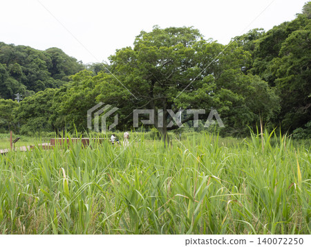 Early summer in Koajiro Forest Early summer in Koajiro Forest 140072250