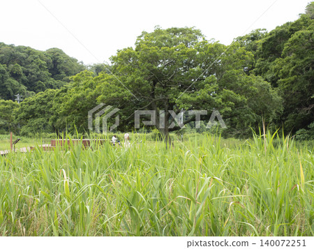 Early summer in Koajiro Forest Early summer in Koajiro Forest 140072251