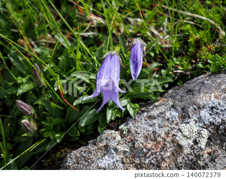 [Japanese Alpine Plants] Chishima Bellflower (Chishima Bellflower) 140072379