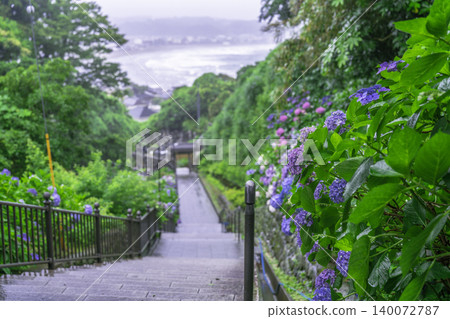 Hydrangea from the Kamakura Complex Hydrangea from the Kamakura Complex 140072787