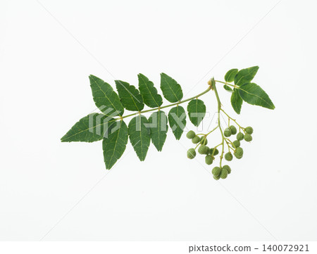 Japanese pepper berries (studio photography) Japanese pepper berries (studio photography) 140072921