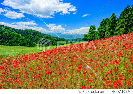 A clear May day in early summer, poppies in full bloom across the sky. A field of bright red flowers and lush green mountains stretch out against a refreshing blue sky. A clear May day in early summer, poppies in full bloom across the sky. A field of bright red flowers and lush green mountains stretch out against a refreshing blue sky. 140073059