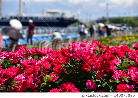 The refreshing blue sky of early summer and the vibrant red roses in full bloom at Yamashita Park. The refreshing blue sky of early summer and the vibrant red roses in full bloom at Yamashita Park. 140073080