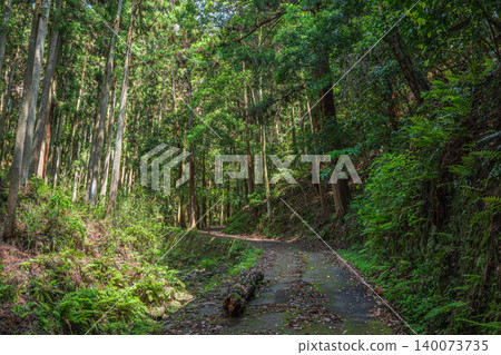 奧飛鳥山林風景:陽光透過樹葉灑落在針葉林中-奈良縣飛鳥村 奧飛鳥山林風景:陽光透過樹葉灑落在針葉林中-奈良縣飛鳥村 140073735
